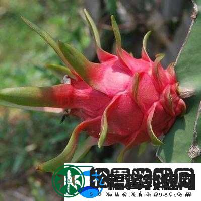 成品站W灬源码火龙果不仅画质清晰还流畅满足您多样需求