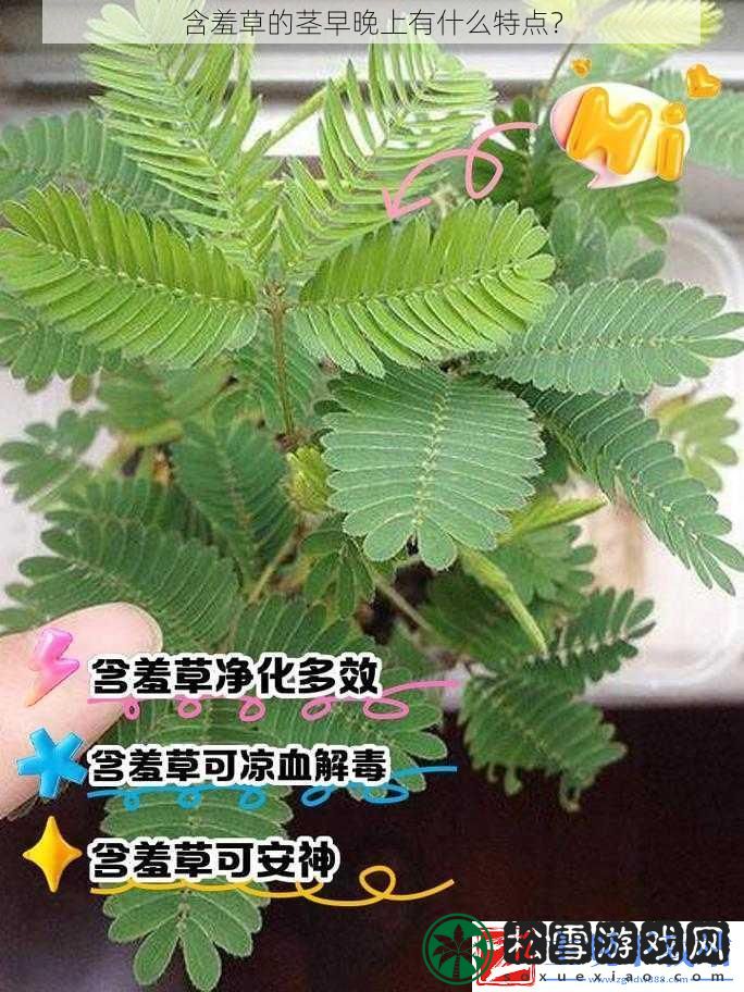 含羞草的茎早晚上有什么特点