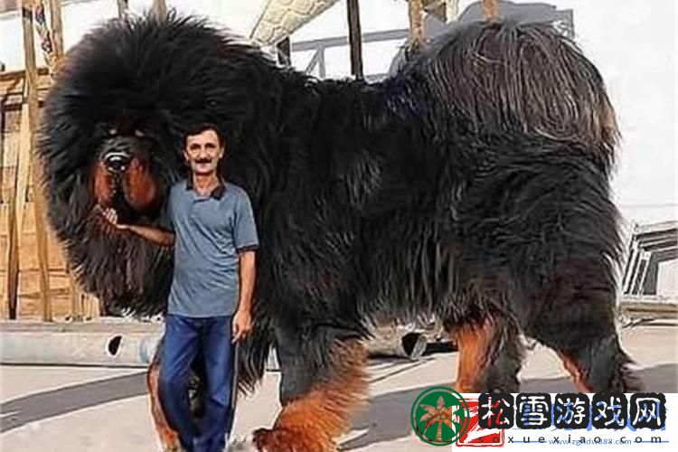 "科技巨兽现世！460斤藏獒王轰动江湖"