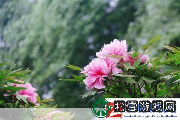 亭亭玉立国色天香四月天科普带你走进春天