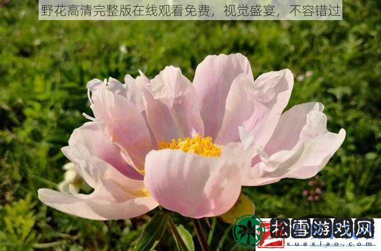野花高清完整版在线观看免费视觉盛宴不容错过