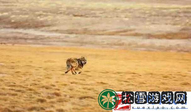 无人区免费一二三四乱码：荒野中的神秘世界