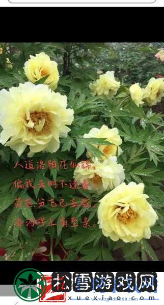 劳燕分飞的劳燕是什么意思