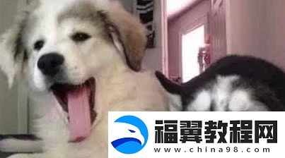 狗都嫌弃的年龄是什么梗络用语