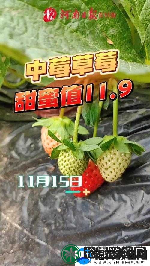 草莓视频在线观看草莓视