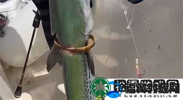 男子钓上一条自带“赎金”的鱼