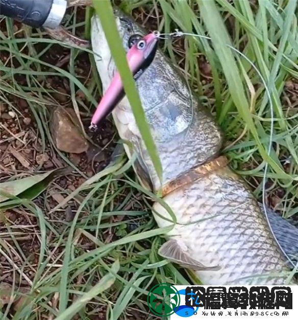 男子钓上一条自带“赎金”的鱼-套着一个金镯子