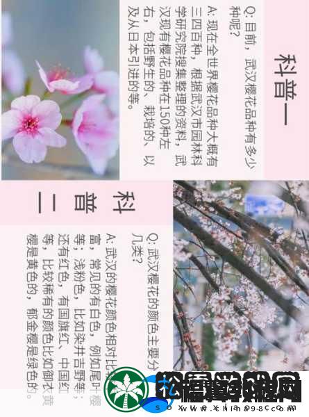 我可以深入了解你的樱花吗