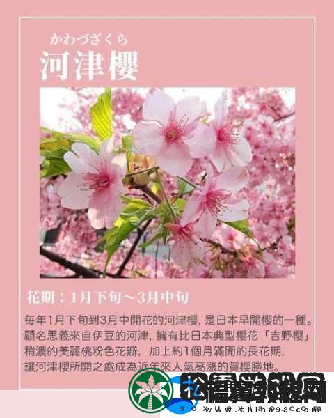 我可以深入了解你的樱花吗